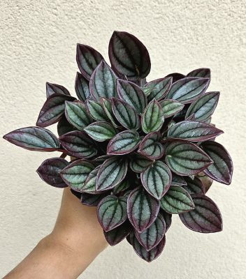 Peperomia 'Cayenne' - Törpebors 12 cm
