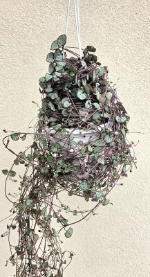 Ceropegia Woodii Silver Glory - Ámpolna gyertyavirág 14 cm