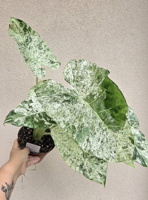 Alocasia macrorrhoza Splash - Elefántfül 15 cm