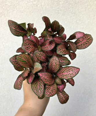 Fittonia Red Star - Hálóslevél 8.5 cm