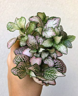 Fittonia Pink Forest - Hálóslevél 8.5 cm