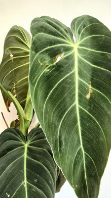 Philodendron Melanochrysum - 12 cm