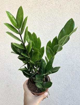 Zamioculcas zamiifolia - Agglegénypálma 10.5 cm