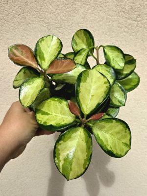Hoya australis 'Lisa' - Viaszvirág 12 cm