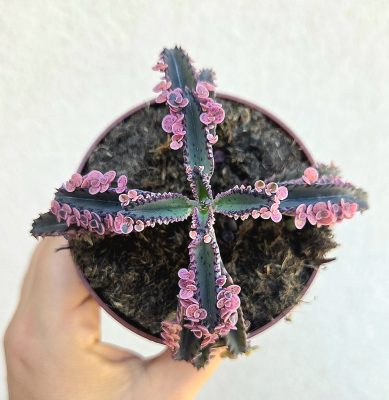 Kalanchoe Pink Butterfly 8.5 cm