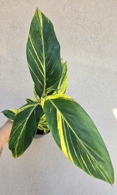 Alpinia zerumbet ‘Variegata’ - Tarka gyömbér 14 cm