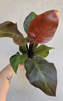 Philodendron Sunlight 12 cm