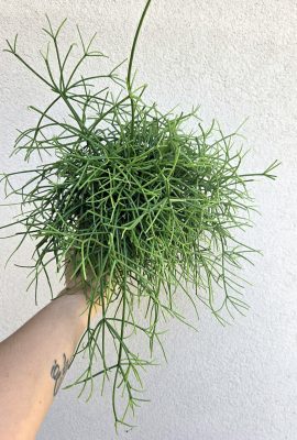 Rhipsalis heteroclada - Vesszőkaktusz 12 cm