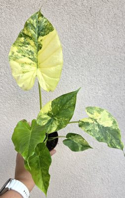 Alocasia gageana Aurea 9 cm