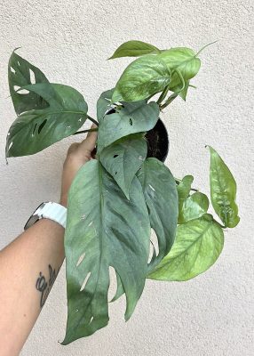 Epipremnum pinnatum Cebu Blue - Szobai futóka 12 cm