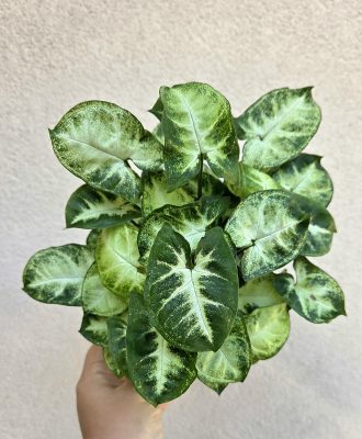 Syngonium podophyllum Pixie - Nyíllevél 12 cm