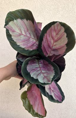 Calathea roseopicta 'Rosy' 14 cm