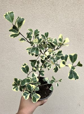 Ficus triangularis Sweetheart 12 cm