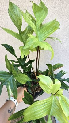 Philodendron Florida Ghost 19 cm
