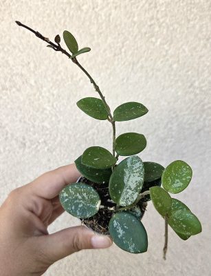 Hoya 'Mathilde' - Viaszvirág 6 cm