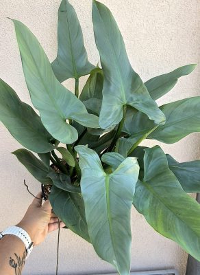 Philodendron hastatum Silver Queen 17 cm