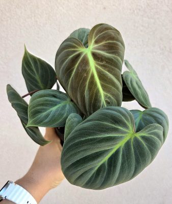 Philodendron El Choco Red 12 cm