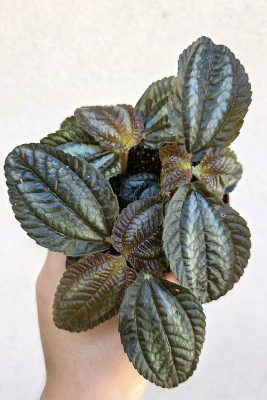 Pilea Norfolk 8.5 cm