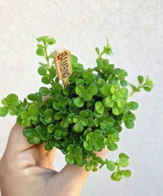 Pilea Depressa 5.5 cm