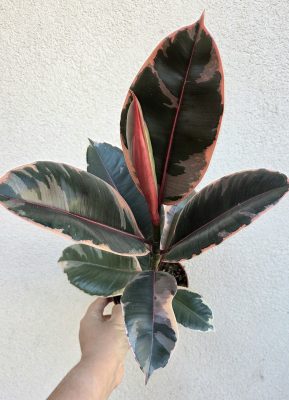 Ficus elastica ‘Belize’ 12 cm