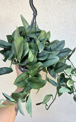 Scindapsus treubii ‘Moonlight’ 14 cm