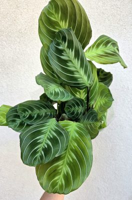 Maranta Kerchoveana - Nyílgyökér 12 cm