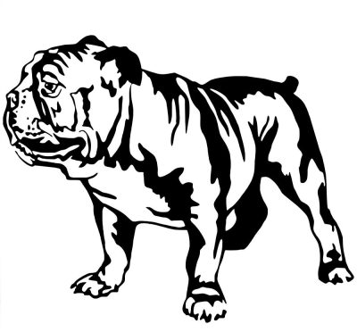 Angol bulldog 8 matrica 
