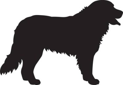 Berni pásztor 9 matrica