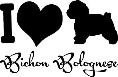 I love Bichon Bolognese matrica