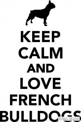 Francia bulldog matrica 21