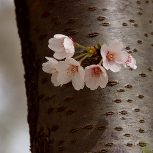 Cseresznye fachips, közepesen égetett, 40 gr