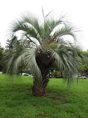 Butia odorata mag - 10 db/csomag