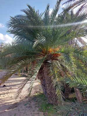 Phoenix theophrasti mag - 5 db/csomag