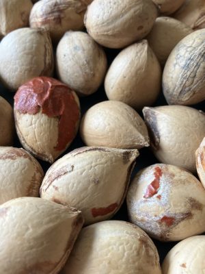 Cycas revoluta mag - 3 db/csomag