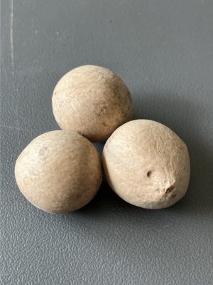 Cycas debaoensis mag