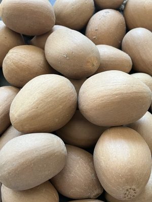 Dioon spinulosum mag