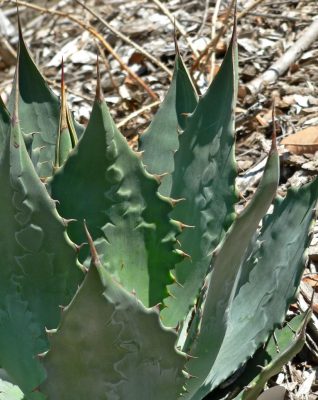 Agave wocomahi mag - 5 db/csomag