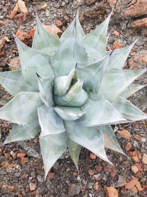 Agave vizcainoensis mag - 5 db/csomag
