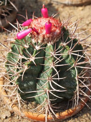Melocactus curvispinus subsp. caesius 'Variegata' mag - 10 db/csomag