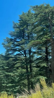 Cedrus libani mag - 10 db/csomag