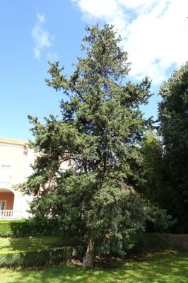 Cupressus sempervirens mag - 10 db/csomag