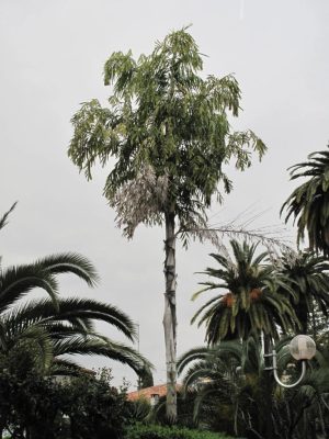 Caryota urens mag - 5 db/csomag