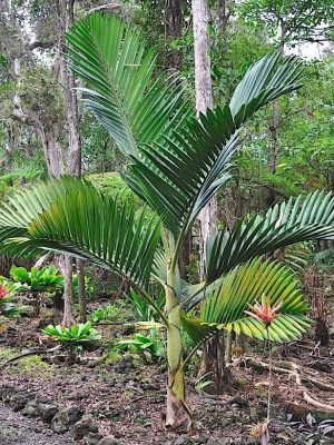 Chambeyronia houailouensis mag