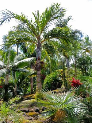 Bentinckia condapanna mag - 5 db/csomag