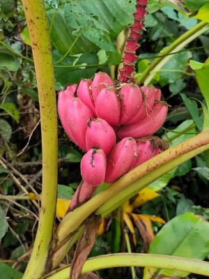 Musa velutina mag - 10 db/csomag