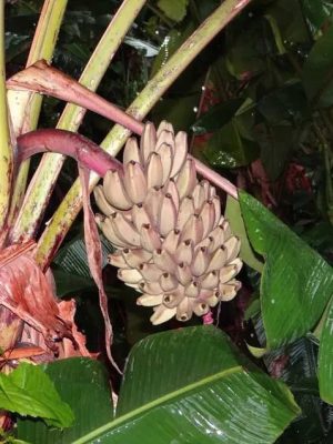 Musa argentii mag - 3 db/csomag