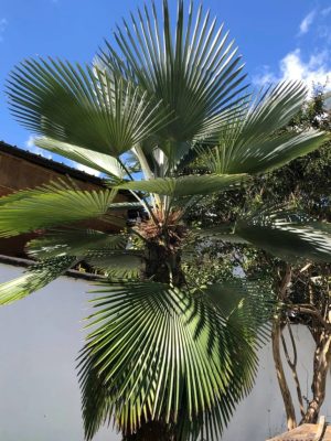 Trachycarpus fortunei x Trachycarpus princeps mag - 3 db/csomag