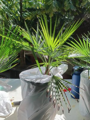 Brahea sp. 'Super Silver' mag - 3 db/csomag