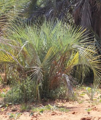 Butia noblickii mag - 5 db/csomag