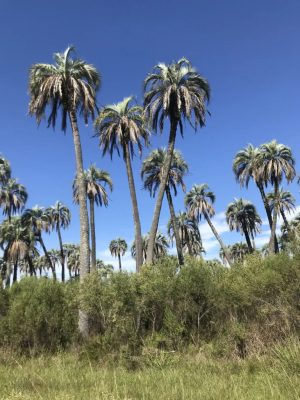 Butia yatay mag - 3 db/csomag